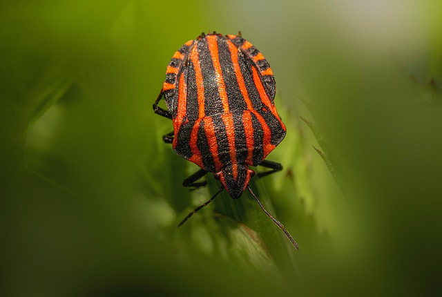 Free Bug Insect photo and picture