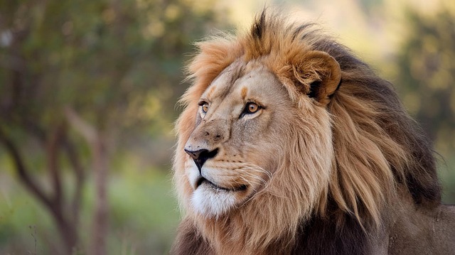 Download free HD stock image of Lion Portrait Free lion portrait majestic illustration