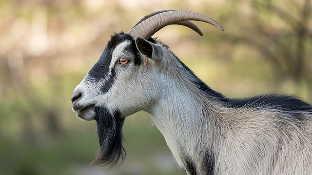 Free goat farm yard petting zoo illustration