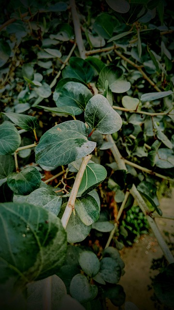 Free Forest Trees photo and picture