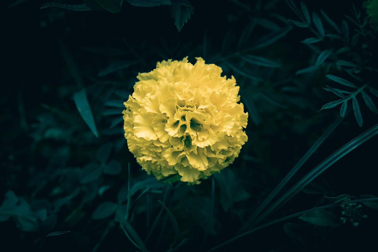 Blooming Flower Bloom - Free photo on Pixabay