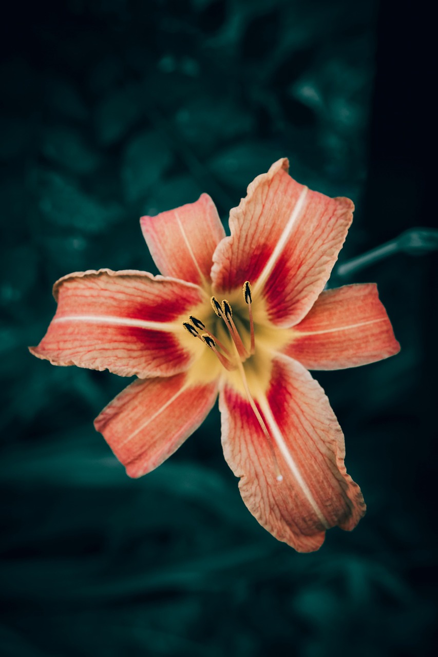 盛开的花朵 花瓣 盛开 - Pixabay上的免费照片
