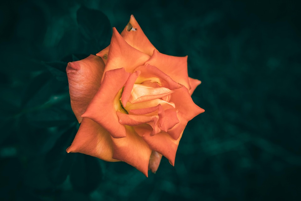 Flower In Bloom Blooming - Free photo on Pixabay