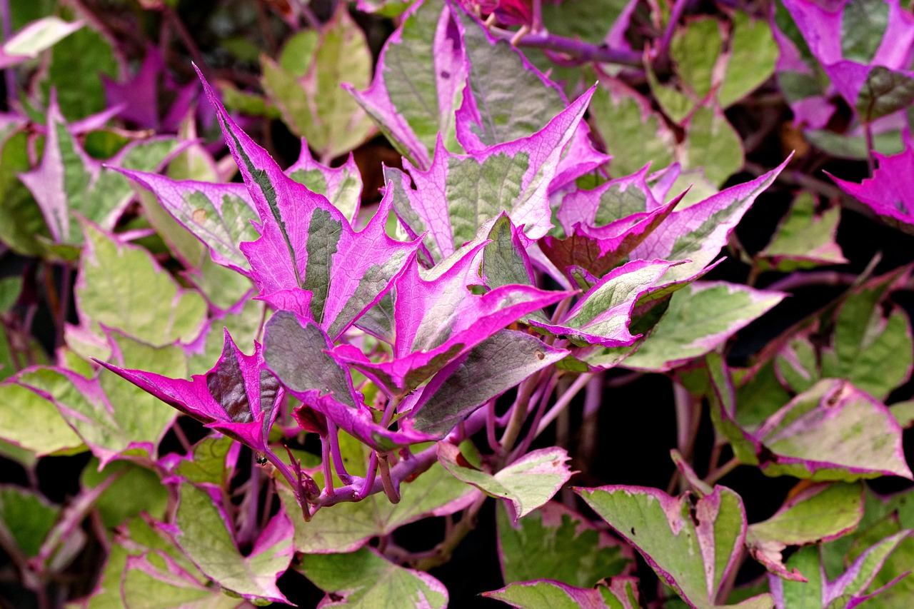Leaves Growth Botany - Free photo on Pixabay