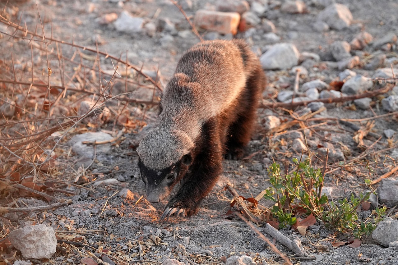 A Honey Badger in its natural habitat, looking alert.