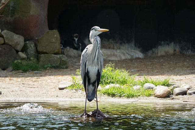 Garça, Jardim Zoológico, Natureza