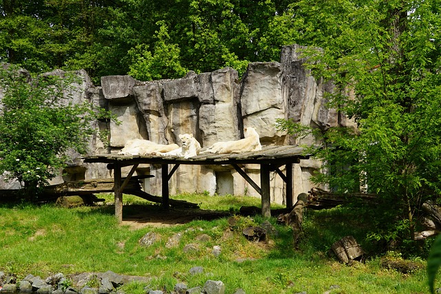 Leão, Predador, Jardim Zoológico