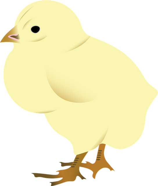 Hähnchen, Henne, Ei, Ostern, Natur