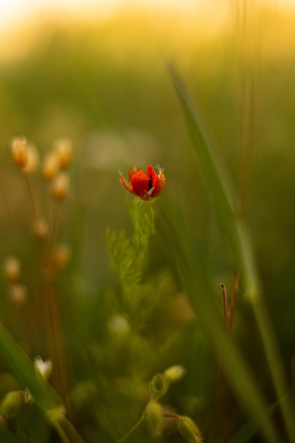 Bloem, Avond, Zonsondergang, Macro