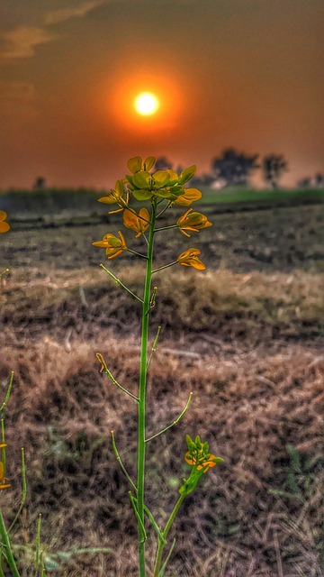 Free Flower Nature ai generated image and illustration