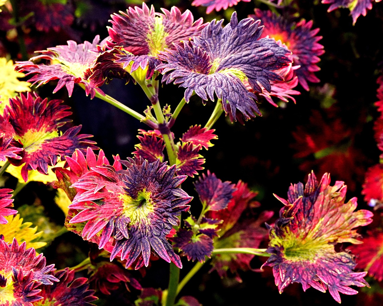 Coleus Flora Nature Patterned - Free photo on Pixabay