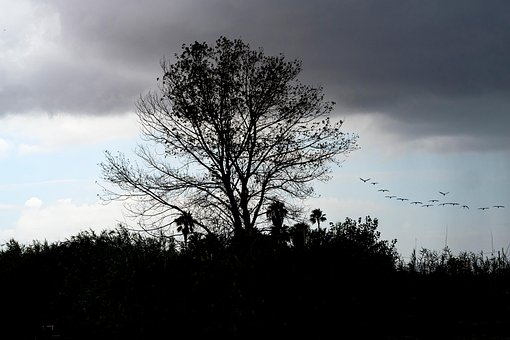 Free Landscape Tree photo and picture