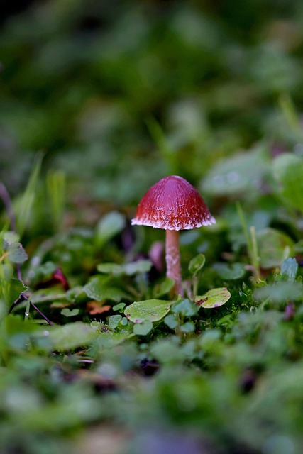 Free Mushroom Forest photo and picture