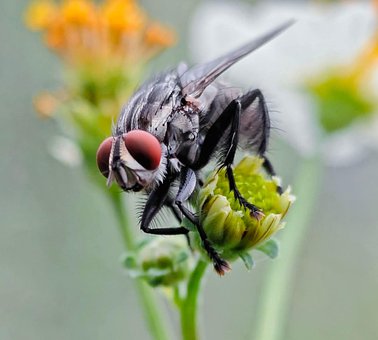 Billede, Flot Billede, Naturbilleder