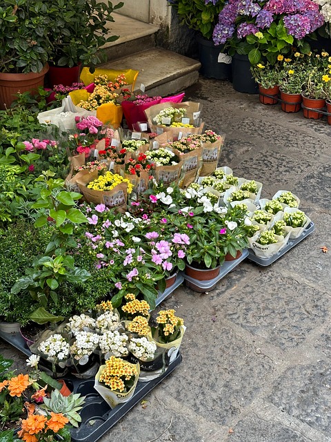 Free Flower Bloom photo and picture