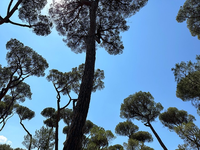 Free Trees Forest photo and picture