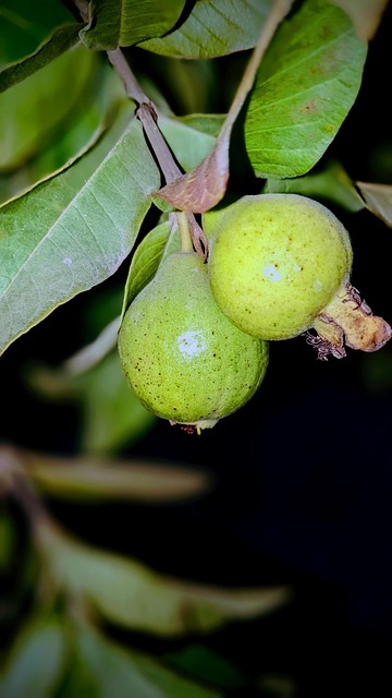 Free Plant Furit photo and picture