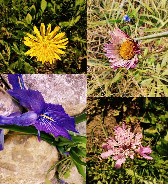 Free Floral Flowers illustration and picture