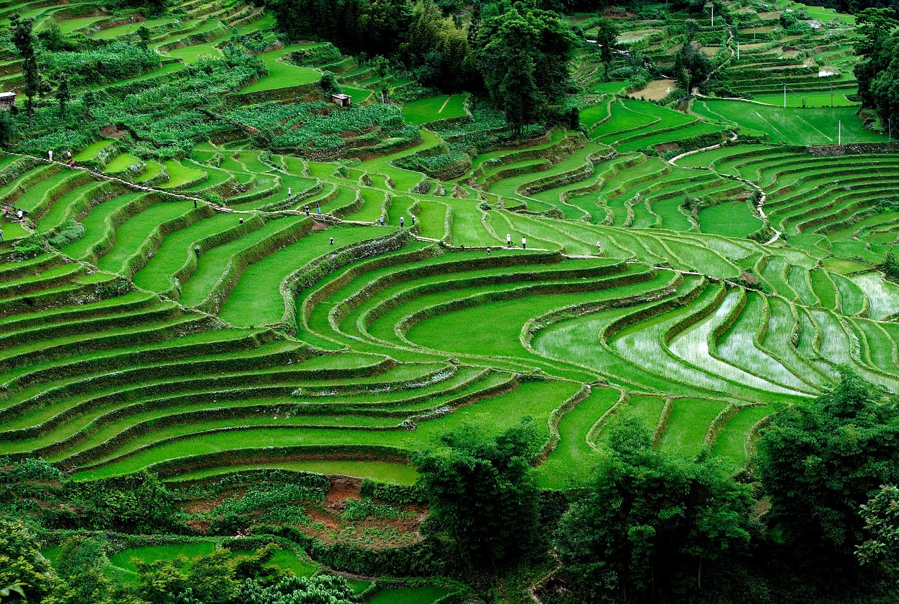 Yuanyang Ruộng Bậc Thang Cánh Đồng - Ảnh miễn phí trên Pixabay