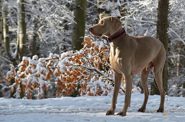 Free Weimaraner Dog photo and picture