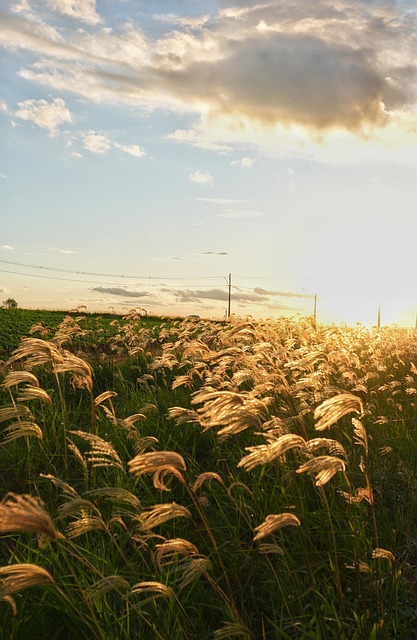 Free Wheat Field photo and picture