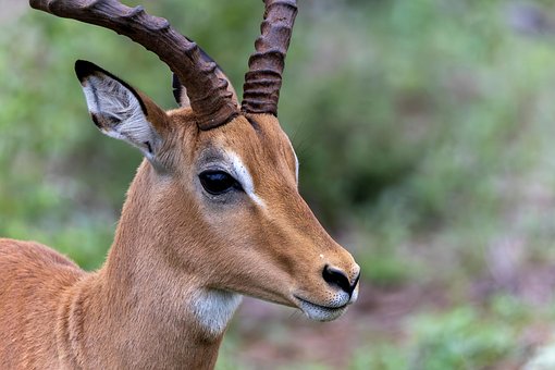 Antílope, Impala, Natureza, Animal
