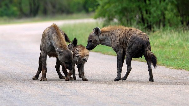 Hienas, Animais, Mamíferos
