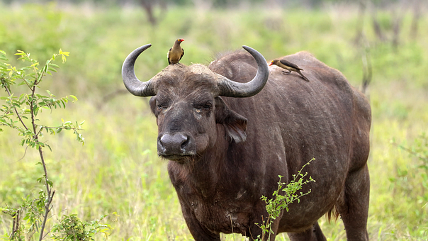 Animal, Mamífero, Búfalo, Natureza