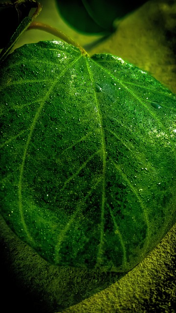 Free Nature Plant ai generated image and illustration