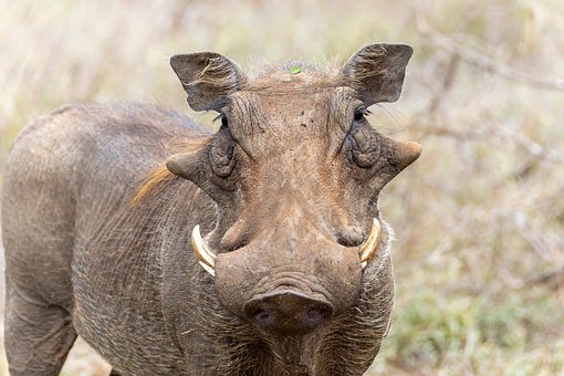 Porco, Animal, Mamífero, Brown, África
