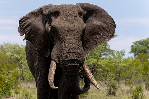 Elefante, Animal, Animais Selvagens