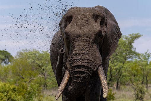 Elefante, Natureza, Safári, Animal