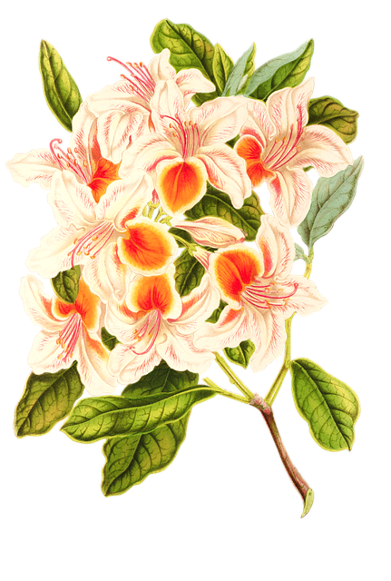 Free flower bloom flora illustration