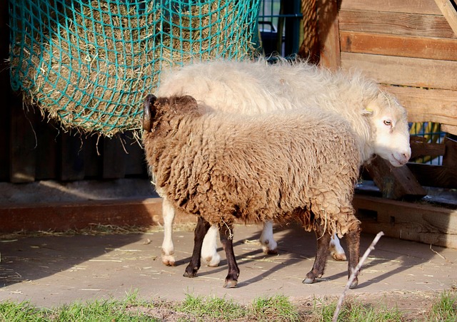 Free Sheep Wool photo and picture