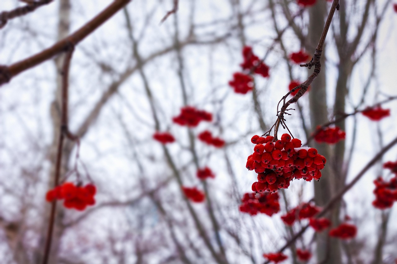 Rowan Musim Dingin Ranting - Foto gratis di Pixabay