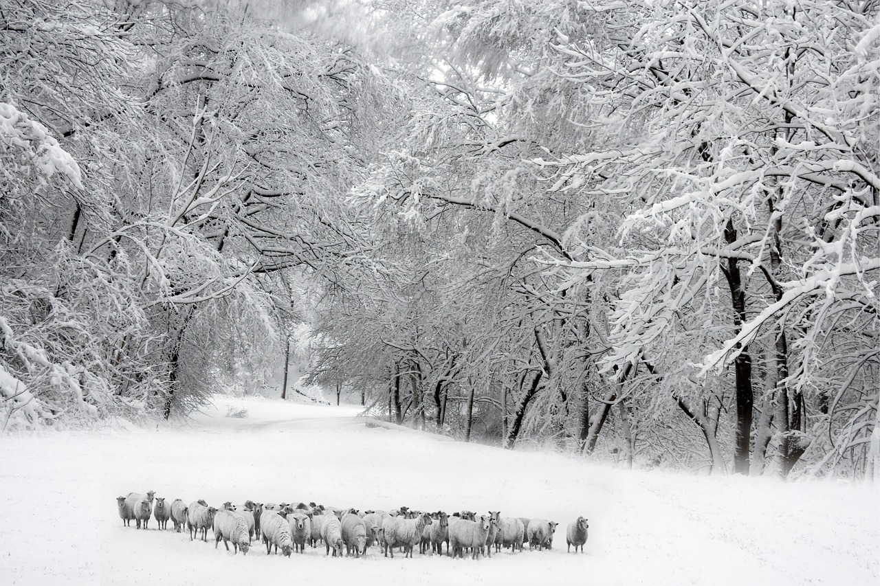 Sheep - free online jigsaw puzzle photo