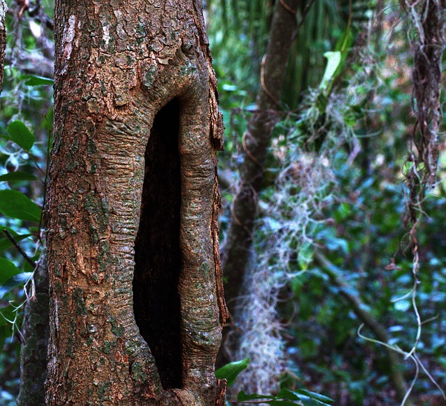 Hollow Tree Brown - Free photo on Pixabay