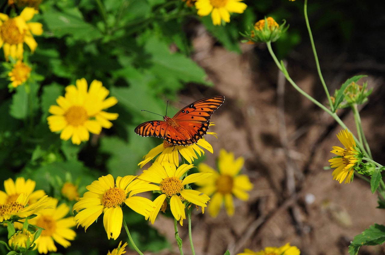 Insect Butterfly Entomology - Free photo on Pixabay