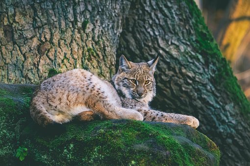 Lince, Animal, Mamífero, Gato Grande