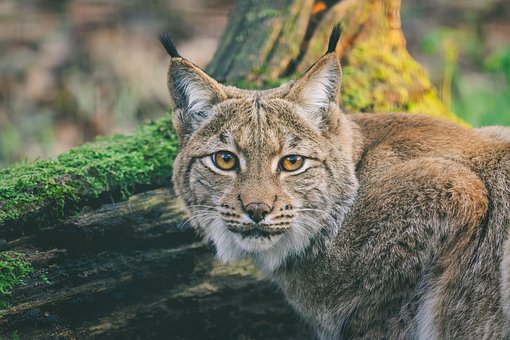 Lince, Animal, Mamífero, Gato Grande