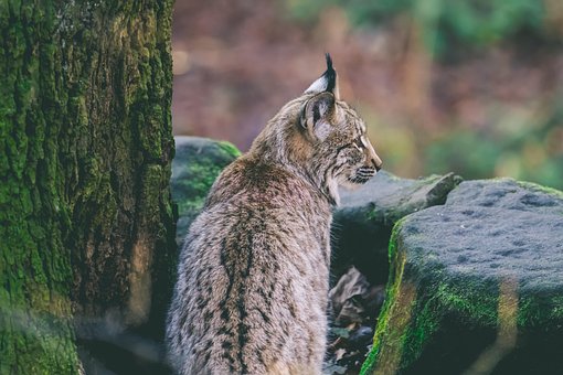 Lince, Animal, Mamífero, Gato Grande