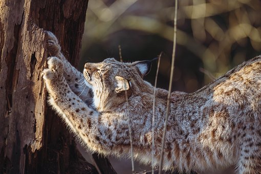 Lince, Animal, Mamífero, Gato Grande