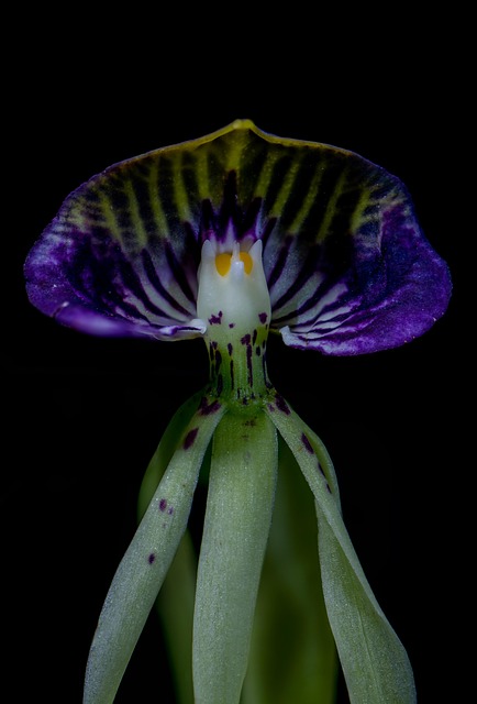 Free Black Orchid Belize photo and picture