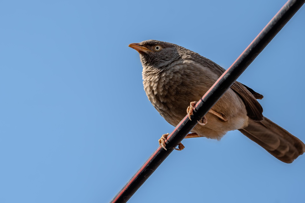 Babbler Bird - Free photo on Pixabay