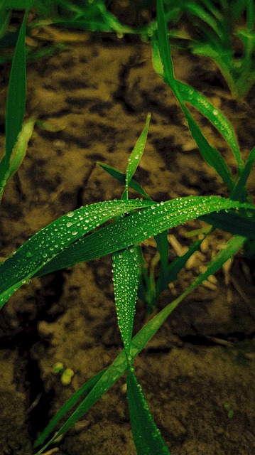 Free Nature Plant photo and picture