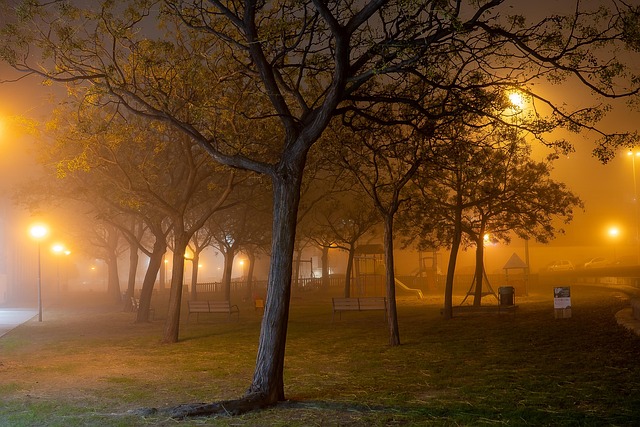 Free Fog Nature photo and picture