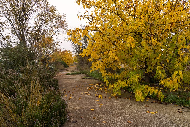 Free Autumn Nature photo and picture