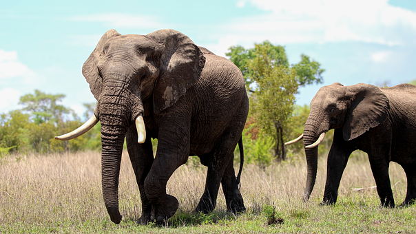 Animal, Elefante, Espécies, Fauna