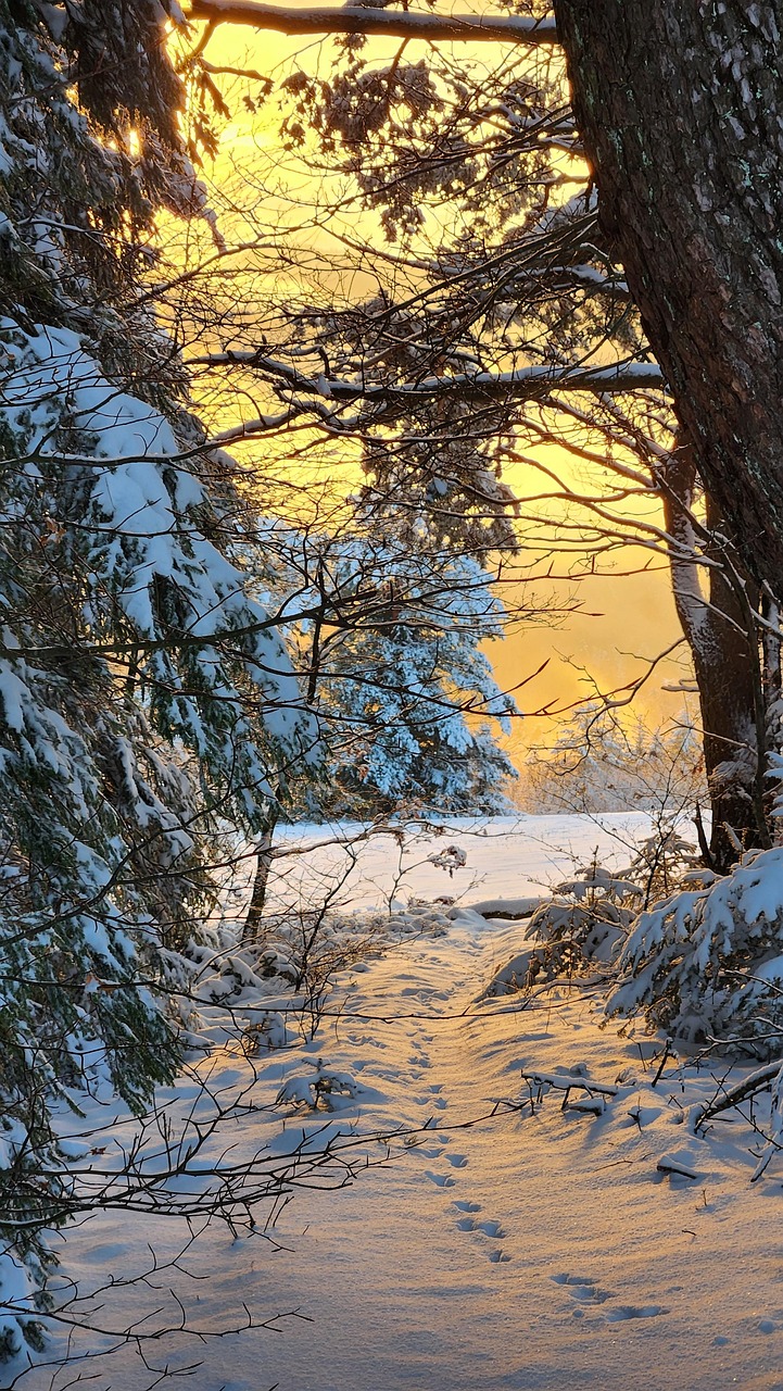 Download free HD stock image of Forest Winter Free Forest Winter photo and picture