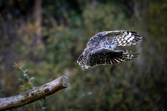 Pássaro, Animais Selvagens, Coruja